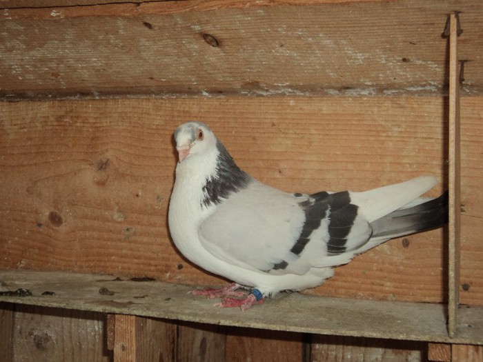 DSC07209 - poze 2013