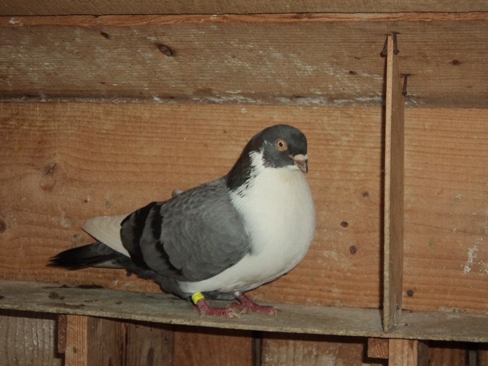 DSC07212 - poze 2013