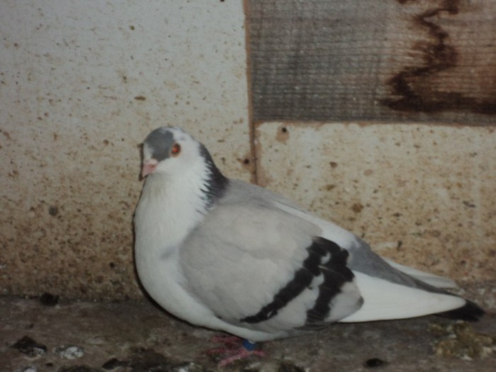 DSC07223 - poze 2013