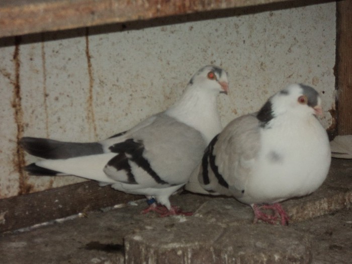 DSC07229 - poze 2013