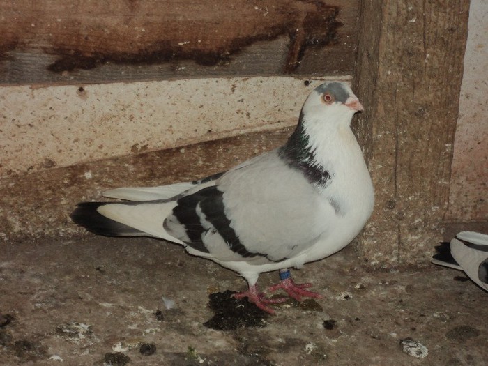 DSC07236 - poze 2013