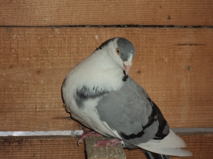 DSC07273