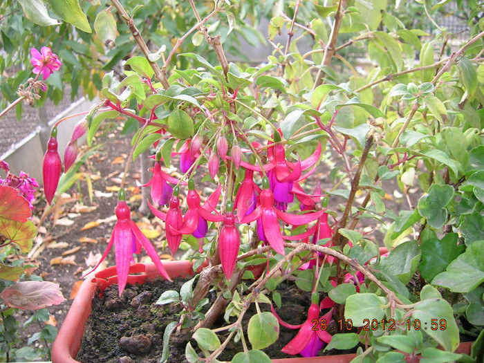 DSCN4247 - Flori
