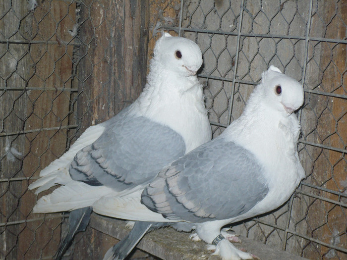 2013 147 - BLUETI-SATINETI 2012