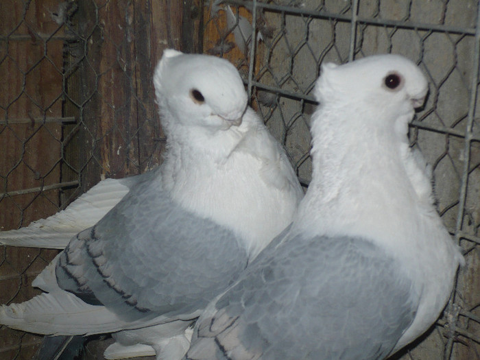 2013 146 - BLUETI-SATINETI 2012