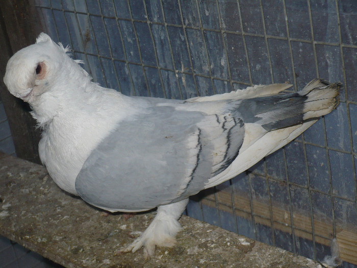 2013 126 - BLUETI-SATINETI 2012