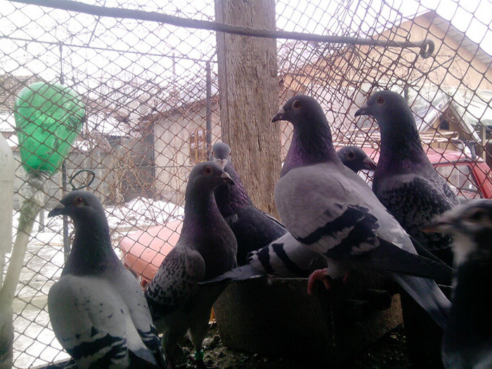 P100113_12.49_[03] - porumbei