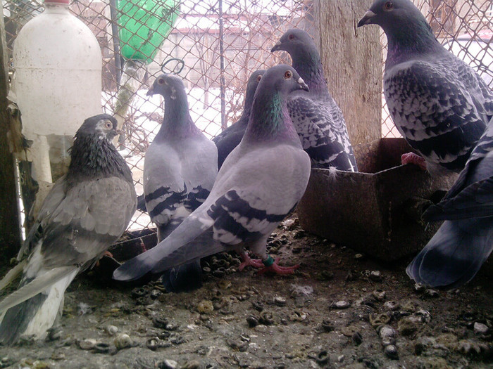 P100113_12.49_[07] - porumbei