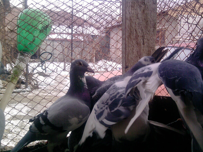 P100113_12.49_[08] - porumbei