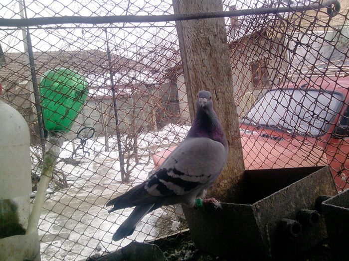 P100113_12.52_[02] - porumbei