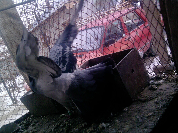 P100113_12.54_[02] - porumbei