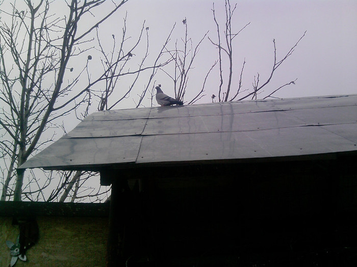 P100113_14.22_[03] - porumbei