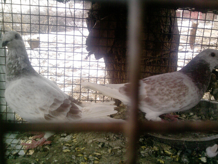 P100113_14.26_[01] - porumbei