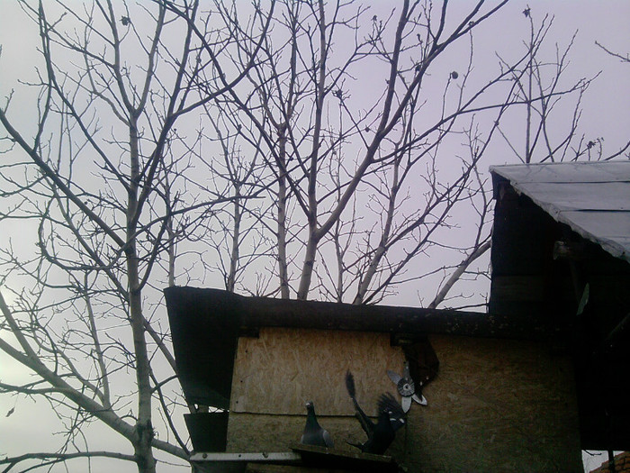 P100113_14.26_[04] - porumbei