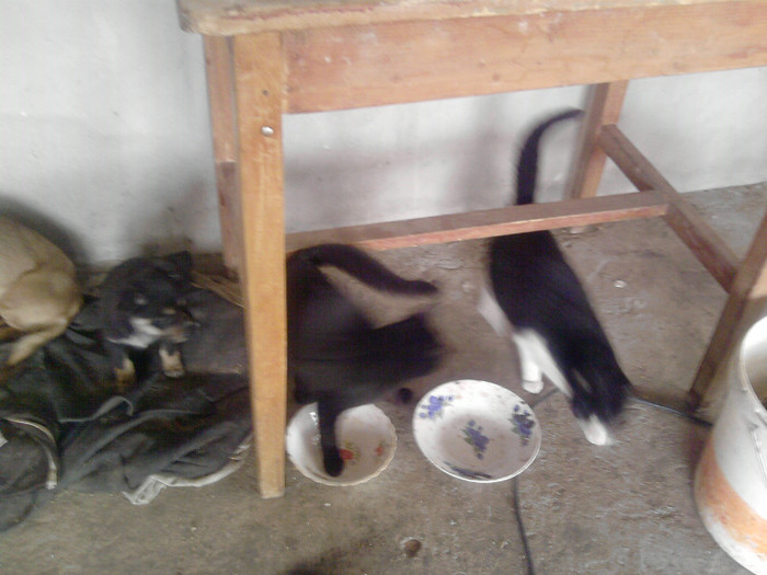 P100113_12.38_[03]; matonii
