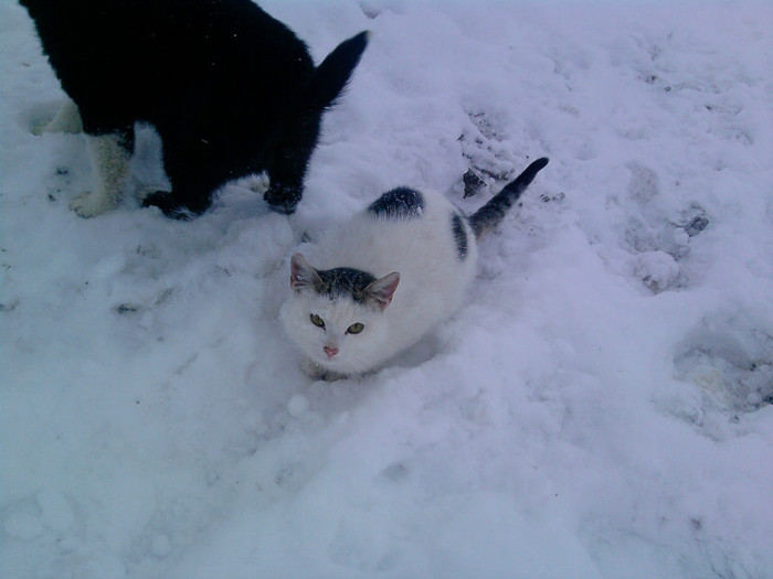 nu iii mai am; el si pisicutza mai am inca doua pisici
