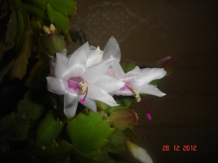 DSC06196 - Schlumbergera