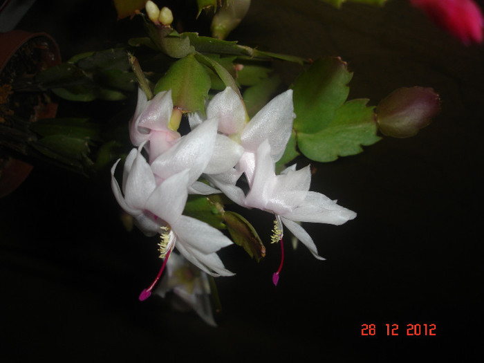 DSC06198 - Schlumbergera