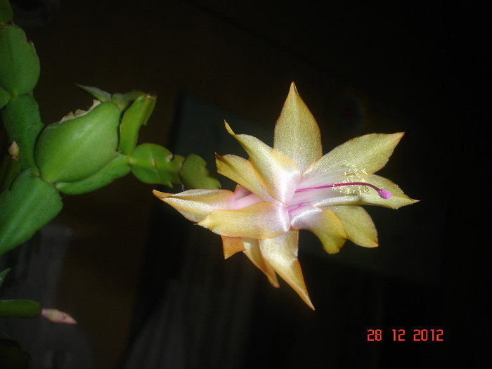 DSC06200 - Schlumbergera