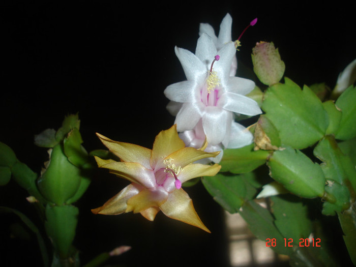 DSC06203 - Schlumbergera