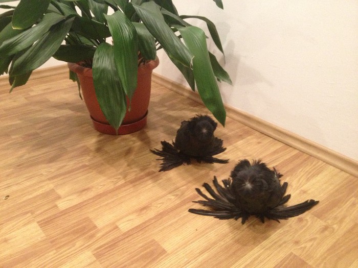 mascul 2009 femela 2012 - matca tobosari 2013