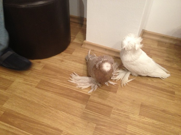 mascul2012 femela2012