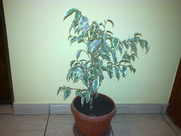 ficus benjamin