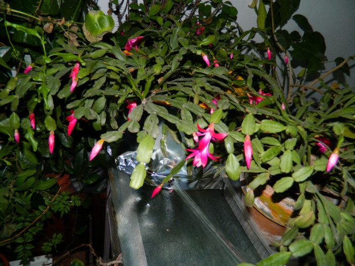 DSCN4101