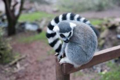  - lemur