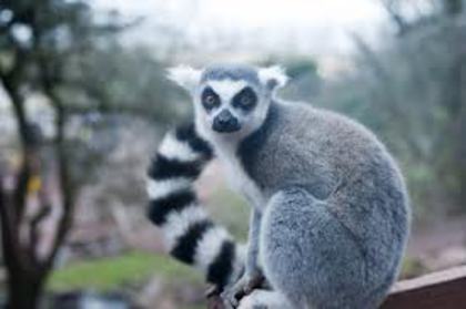  - lemur