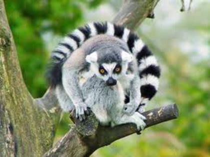  - lemur