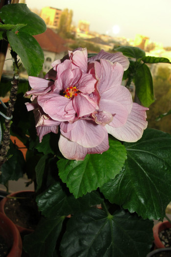 hibiscus Key West Thunderhand - B-hibiscus-2012 4