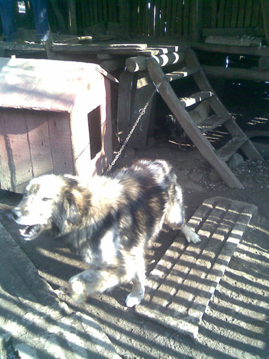 cainele meu; cainele meu
