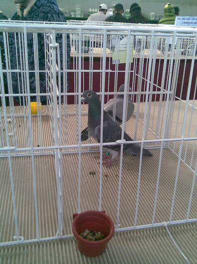 porumbelul meu in expo Craiova - porumbeii mei