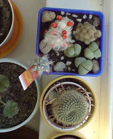 DSC00025; 30 dec 2012
