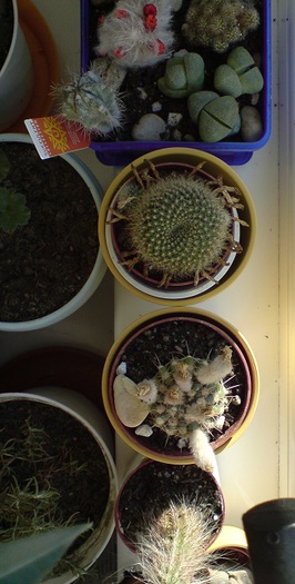 DSC00026; 30 dec 2012
