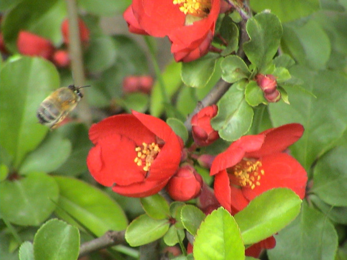 Chaenomeles speciosa `Rubra'