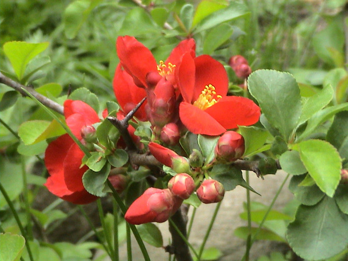 Chaenomeles speciosa `Rubra'