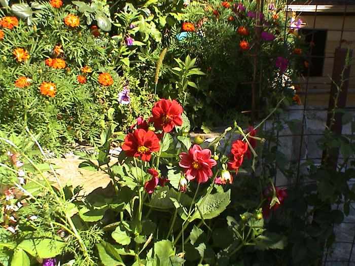 DSC00196 - Gradina mea in anii trecuti