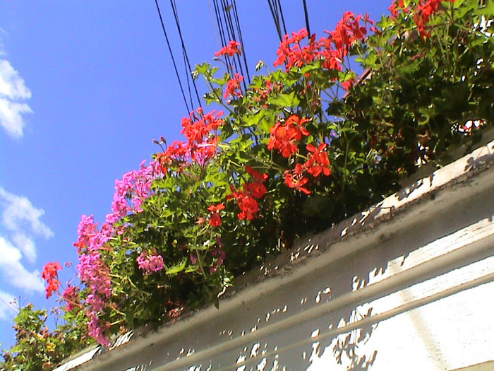 DSC00205 - Gradina mea in anii trecuti