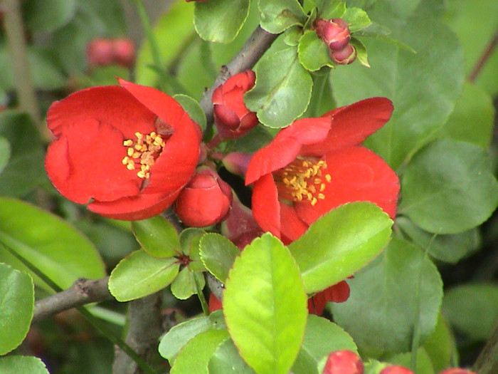 Chaenomeles speciosa `Rubra'