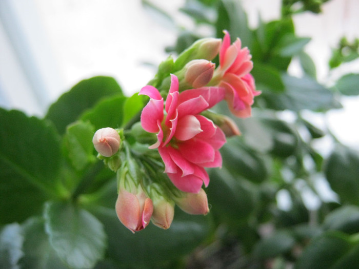 IMG_4016 - KALANCHOE