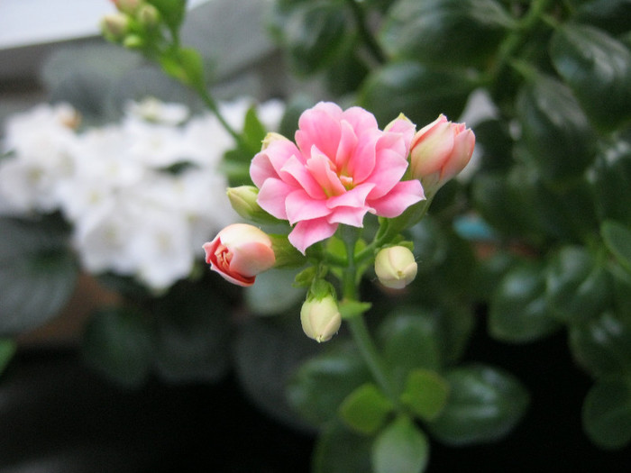 IMG_4024 - KALANCHOE