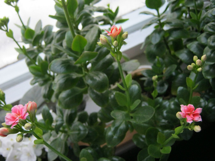 IMG_4025 - KALANCHOE