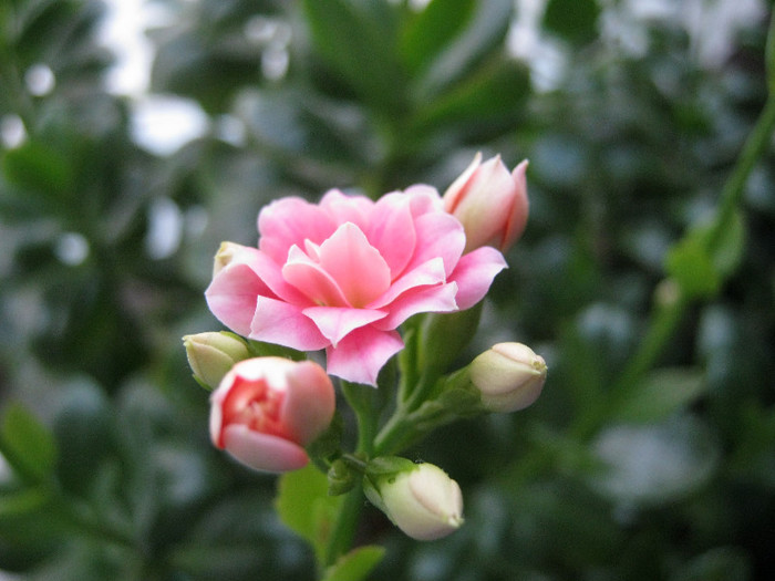 IMG_4028 - KALANCHOE