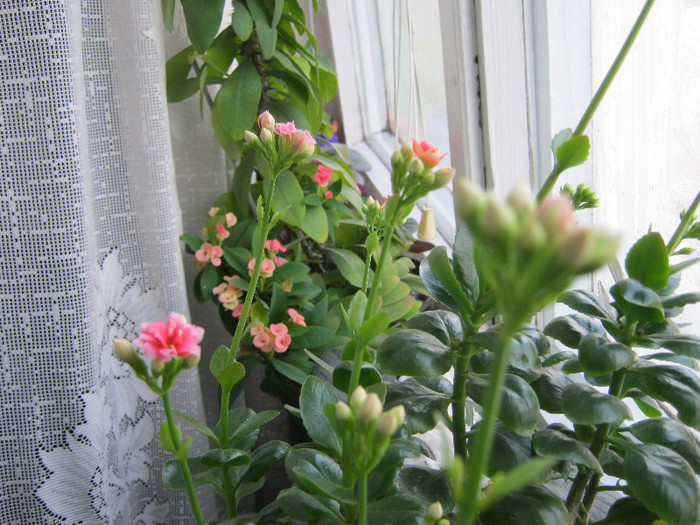 IMG_4064 - KALANCHOE