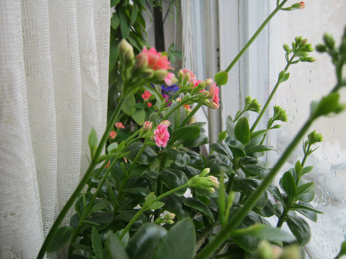 IMG_4072 - KALANCHOE