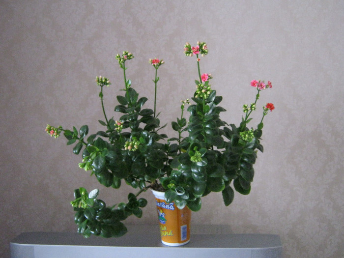 sunt doar in apa - KALANCHOE