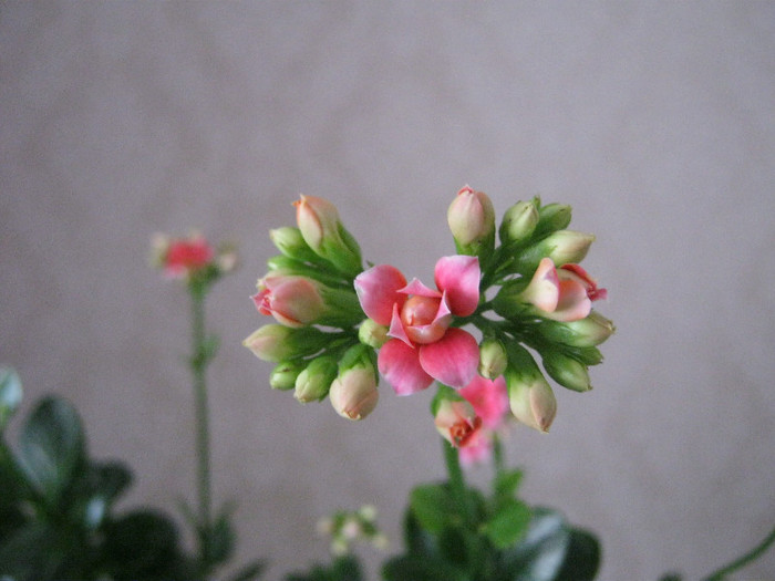 IMG_4083 - KALANCHOE