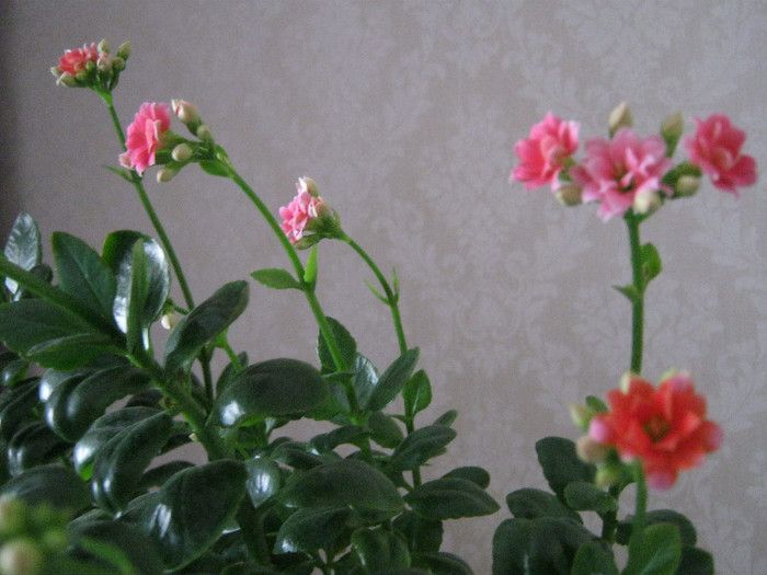 IMG_4087 - KALANCHOE